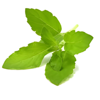 Tulsi