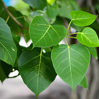 Peepal Leaf