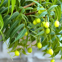 Neem