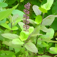 Tulsi