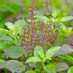 Tulsi 