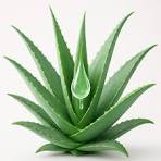 Aloevera 